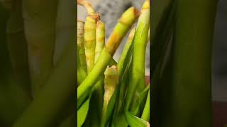 HOW TO REVIVE LUCKY BAMBOO IF IT TURNS YELLOW shorts [upl. by Alisen795]