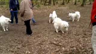 weiße Großspitz Familie trifft Samojeden Mädchen im Wald Flughafensee in BerlinTegel [upl. by Lecram]