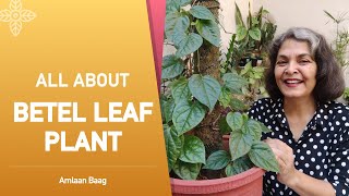 All About Betel Leaf Plant Paan  जानिए पान कैसे उगाएं [upl. by Meng]