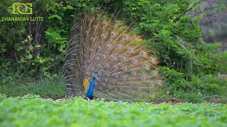 Peafowl Dance  Peacock Dance  National Bird of India birds peacock IndianPeafowl [upl. by Raasch480]