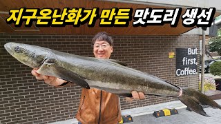 해외서 정평 난 최고급 생선이 국내서도 잡혔다 과연 맛은 [upl. by Maximilianus]