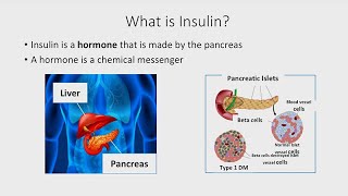 The Basics of Insulin [upl. by Wack]