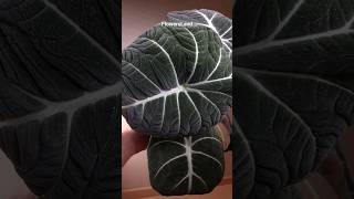 Цветущая Алоказия Блэк Вельвет  Alocasia Black Velvet  FlowersLand [upl. by Sirehc301]