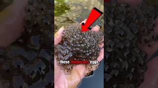 The Dangerous Frog Eggs 😲 shorts youtubeshorts viral [upl. by Snilloc]