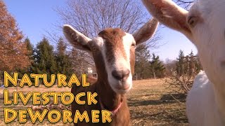 Natural Livestock Dewormer  no harsh chemicals  Deworm Goats Chickens Livestock Dogs etc [upl. by Barker]