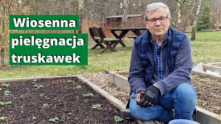 Wiosenna pielęgnacja truskawek Truskawki wiosną [upl. by Herwick]