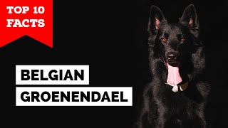 Belgian Groenendael  Top 10 Facts [upl. by Naivatco]