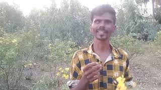 Today Village Aavaram Poo Review Tamil [upl. by Dania]