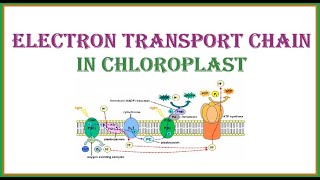 Electron Transport Chain in Chloroplast [upl. by Hyozo438]