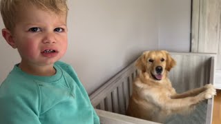 Adorable Golden Retriever Steals Baby Cot And makes Him Cry [upl. by Manouch]