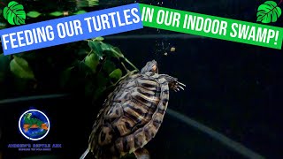 Feeding our Red Eared Sliders in our Indoor Pond [upl. by Anaytat]