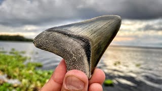 Megalodon Shark Tooth Hunting in Florida  Fossil Hunting on Dirt Roads for Huge Shark Teeth [upl. by Prior]