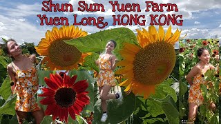 Shun Sum Yuen FarmSUNFLOWER FARM Yuen Long HONG KONG [upl. by French]