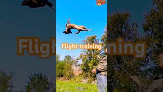 👉👉 Flight training❤️❤️germanshepherd puppymalinois belgianmalinoisdog becgie dogtraining [upl. by Elle669]