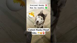 Careful🚨His head tilts might melt your heart😍 cutehusky headtilt dogtraining [upl. by Hy]