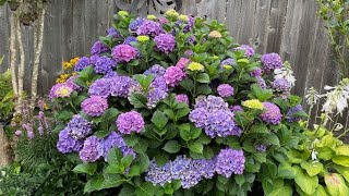 Hydrangea Macrophylla Mop Head Big Leaf After Deadhead  August 13 [upl. by Liane]