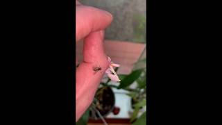 Pink Orchid Mantis Eats Fly [upl. by Atteram]