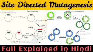 Site directed mutagenesis in hindi  Site directed mutagenesis [upl. by Assin]