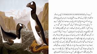 Why The Great Auk Was A Superior Flightless Bird [upl. by Siegfried]