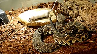 Big Bad Eastern Diamondback Rattlesnakes First Feeding MUST SEE [upl. by Oiramed178]