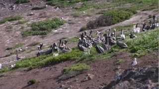 Achieving Balance Anacapa Island Ten Years After the Removal of the Black Rat [upl. by Branch]