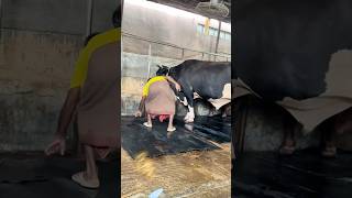 Workers Fix The Giant cow Mats After Cleaning The Farm Every Day  Cattle Farming 2024 [upl. by Tenn181]