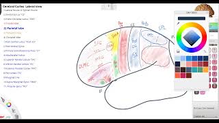 Lecture 3 Cerebral Cortex Lateral view 2 [upl. by Nagem]