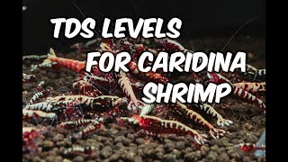 Unlock the Secret to Happy and Healthy Caridina Shrimp with Ideal TDS Levels [upl. by Leba24]