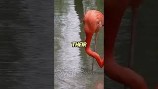 The Surprising Truth About Flamingos Nobody Tells You [upl. by Stimson]