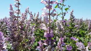 Le plateau de Valensole à vélo [upl. by Else68]