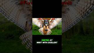 Five 5 things about owls  natural wildlife wildlifeecology wildlifefascination shortvideos [upl. by Liam686]