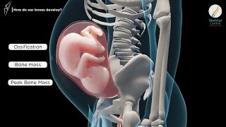 The Living Skeleton Bone Cells and Bone Turnover [upl. by Daisey]