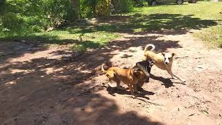 Dogs attack monkey perros atacan a mono Animales Salvajes  Wild Animals [upl. by Amanda670]