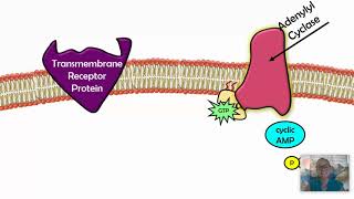 Signal Transduction Pathways AP Biology 42 [upl. by Medor]