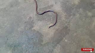 Teliya snake in my home  Teliya saap  verry small snake [upl. by Buff1]