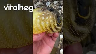 Puffer Fish Inflating in Hand  ViralHog [upl. by Bakeman949]