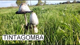 COPRINUS COMATUS  GYAPJAS TINTAGOMBA [upl. by Ahsekyw]