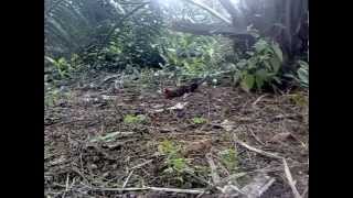 Ayam Hutan Pikat Betina 28 [upl. by Prud]