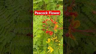 How to grow Peacock Flower or Caesalpinia pulcherrima shorts [upl. by Beard]