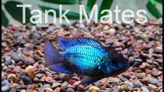 Electric Blue Acara Cichlid Tank mates [upl. by Ballman]