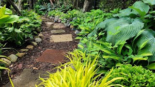 Hostas Heucheras amp Pulmonarias for Shade in my Woodland Garden 🌿🌳🌿 Suburban Oasis [upl. by Oicul]