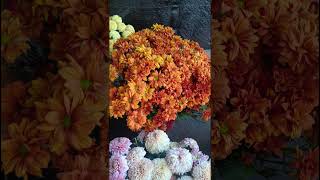 various colored chrysanthemums chrysanthemumflower viralvideo shorts youtubeshorts satisfying [upl. by Leal]