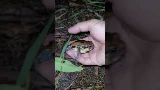 Amazing frog funny jump catch the fat flying frog [upl. by Sethrida]