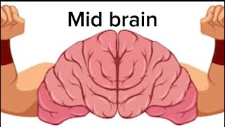 Mid Brain  Full detail  Medical 🏥  parts of brain  Friendology [upl. by Levan]