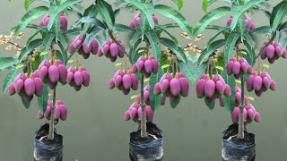 A great way to reproduce mango trees with young bananas to get fruit fast in a very short time [upl. by Haskell333]