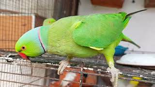 Ringneck parrot talking hand tame ringneck parrot sounds [upl. by Ecirual364]