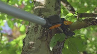 How to use tree pruners and branch saws [upl. by Nnodnarb]