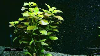 Ludwigia Repens Growth Timelapse 20 Days [upl. by Tahmosh]