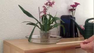 Watering orchids in sphagnum moss [upl. by Nnorahs]