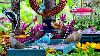 🔴LIVE Cottage Garden Bird Feeder Cardinals Woodpeckers Goldfinches and baby fledgling birds [upl. by Orelie121]